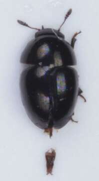 Image of <i>Phalacrus championi</i>