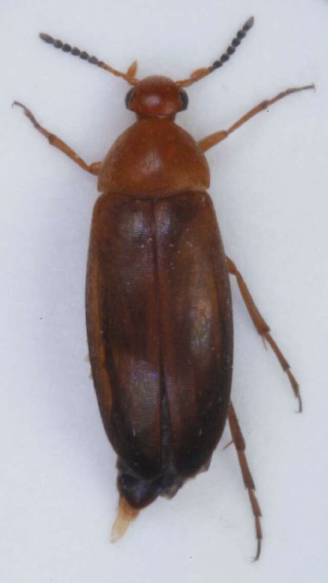 Image of <i>Anaspis flava</i>