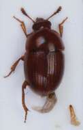 Image of Leiodes obesa (Schmidt & W. L. E. 1841)