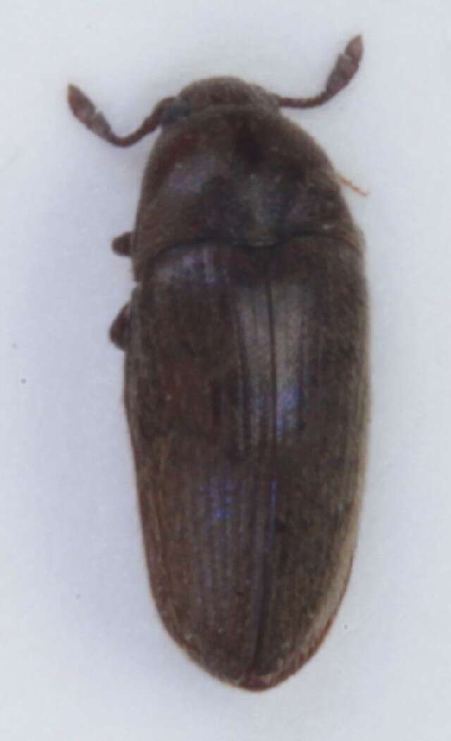 Image of <i>Trixagus dermestoides</i>