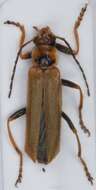 Image of <i>Cantharis figurata</i>