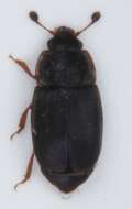 Image of Nitidula rufipes (Linnaeus 1767)