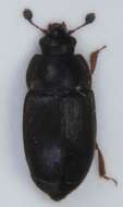 Imagem de Nitidula rufipes (Linnaeus 1767)