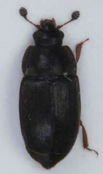 Imagem de Nitidula rufipes (Linnaeus 1767)