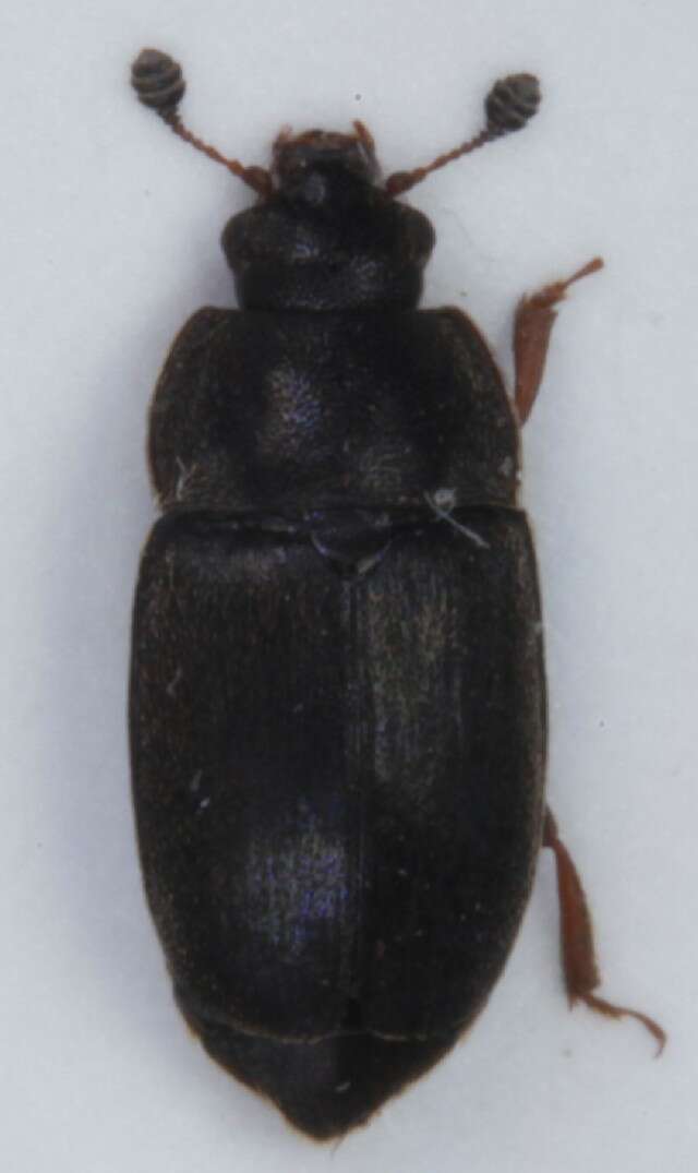 Image of Nitidula rufipes (Linnaeus 1767)