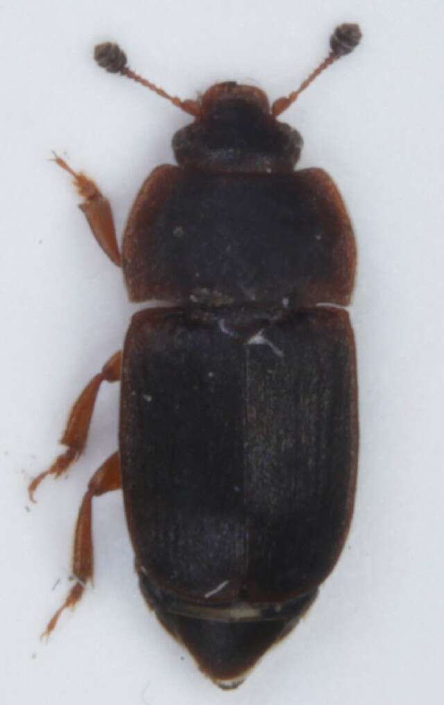 Image of Nitidula rufipes (Linnaeus 1767)