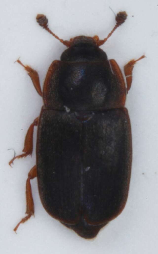 Image of Nitidula rufipes (Linnaeus 1767)