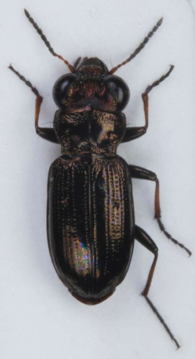 Image of Rough-necked Springtail-stalker