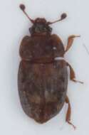 Image of Sap-feeding beetle