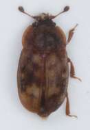 Image of Sap-feeding beetle