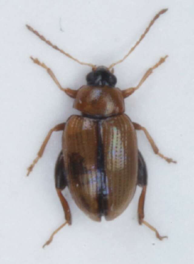 Image of Potato flea beetle