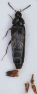 Image of Aleochara (Xenochara) brevipennis Gravenhorst 1806