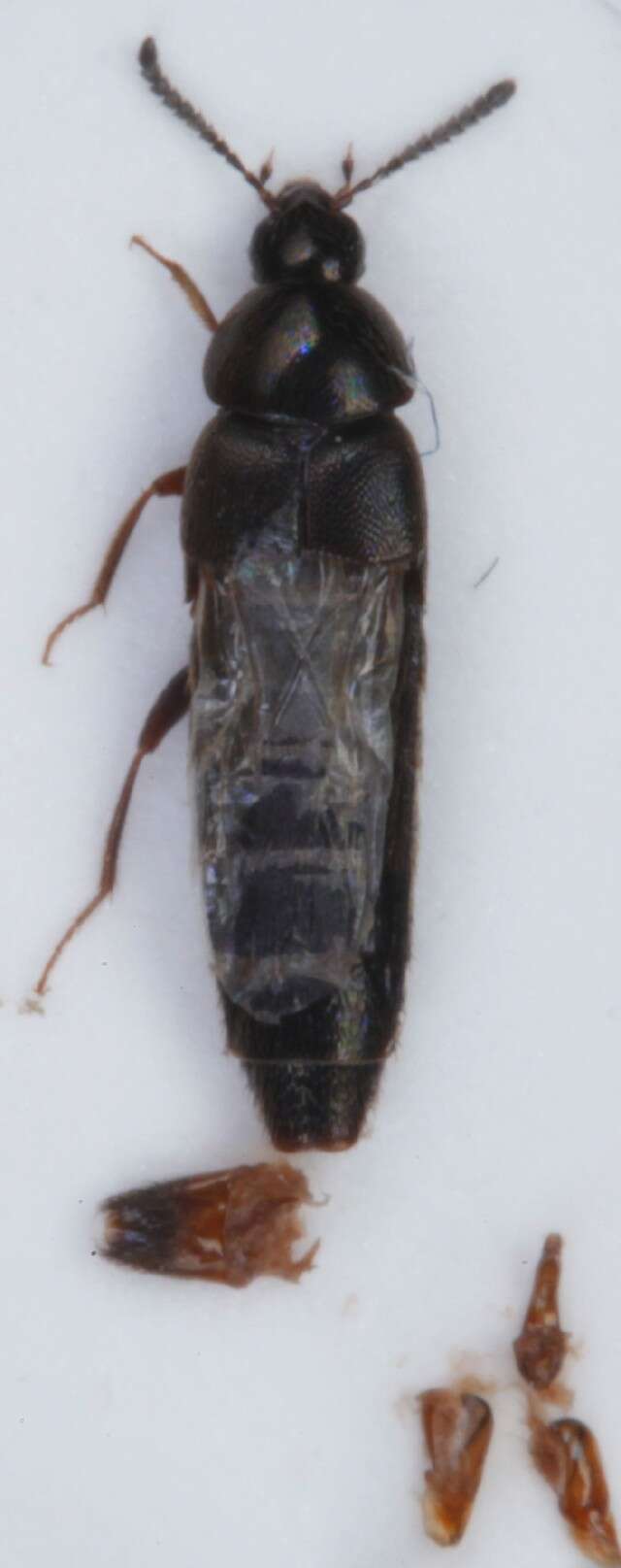 Image of Aleochara (Xenochara) brevipennis Gravenhorst 1806