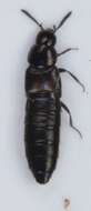 Image of Aleochara (Coprochara) bipustulata (Linnaeus 1760)