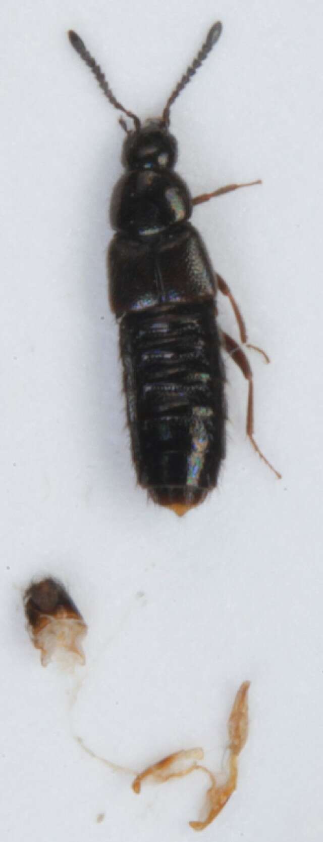 Image of Aleochara (Xenochara) inconspicua Aubé 1850