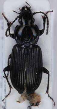 Image of Pterostichus (Pseudomaseus) nigrita (Paykull 1790)