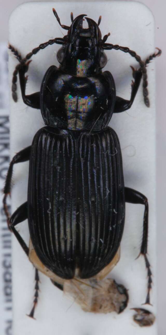 Imagem de Pterostichus (Pseudomaseus) nigrita (Paykull 1790)