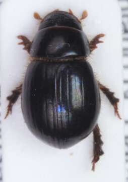 Aegialia arenaria (Fabricius 1787) resmi