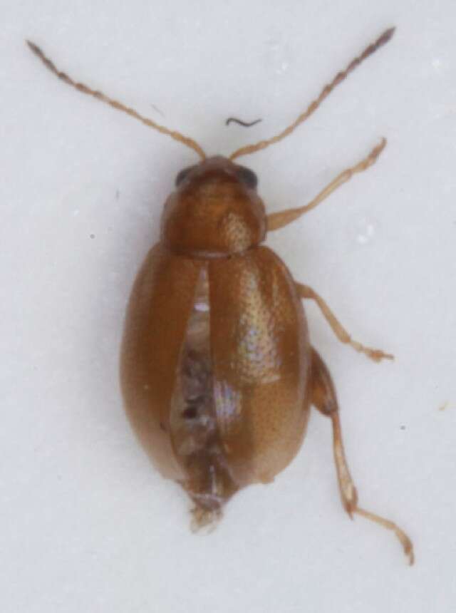 Image of Leaf beetle