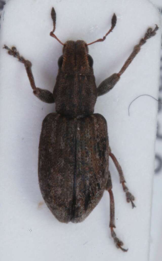 Image of Clover Root Weevil