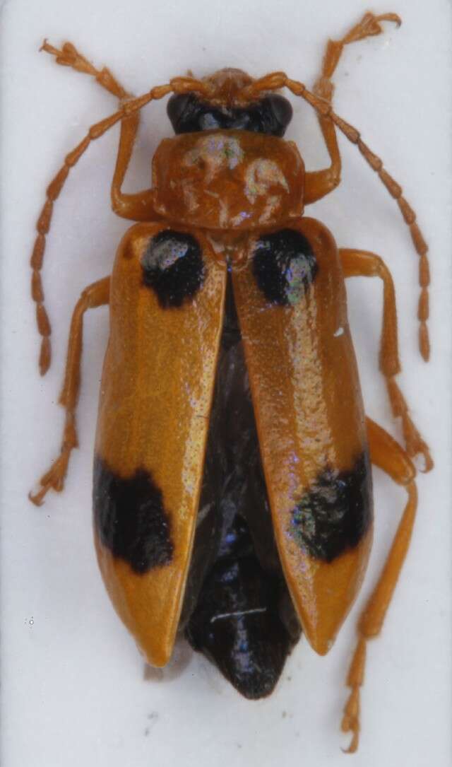 Image of <i>Phyllobrotica quadrimaculata</i>
