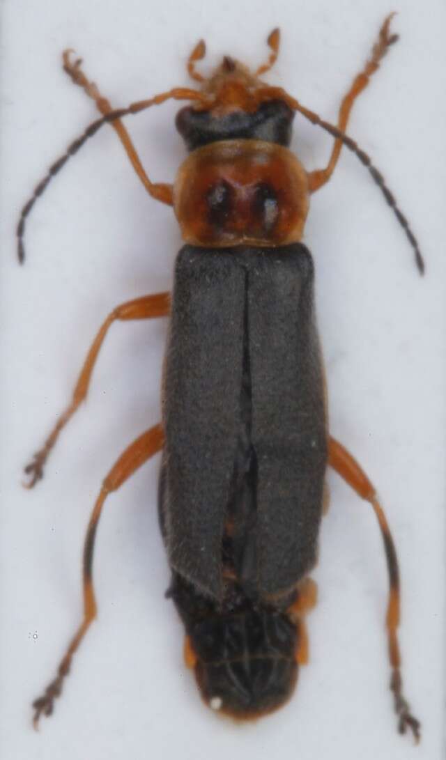 Image of <i>Cantharis lateralis</i>