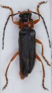 Image of <i>Cantharis flavilabris</i>