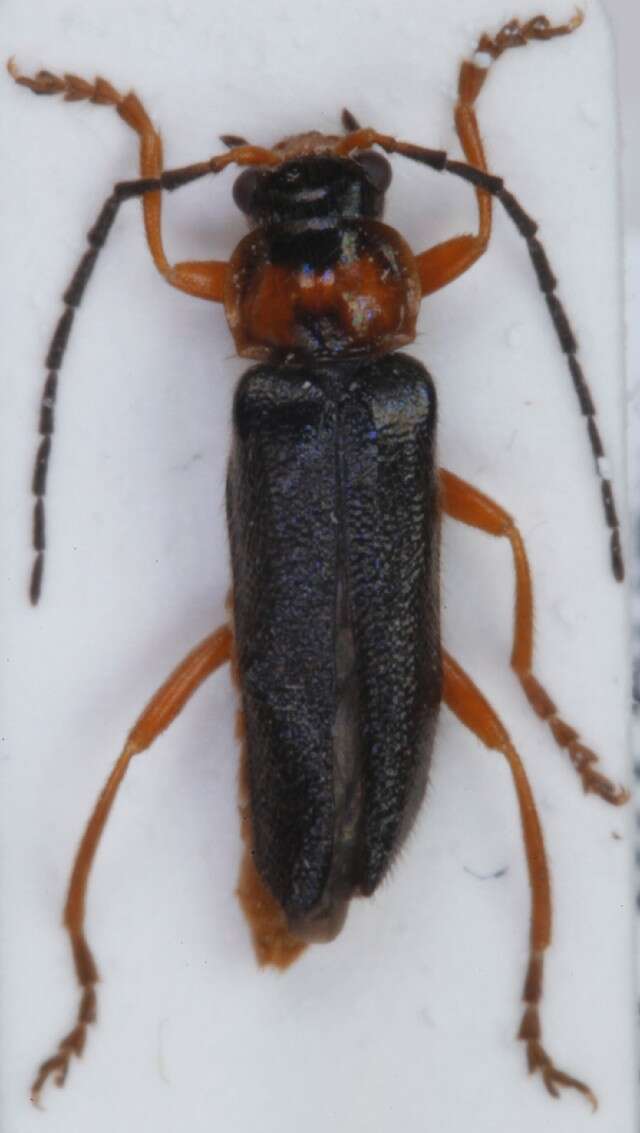 Image de <i>Cantharis flavilabris</i>