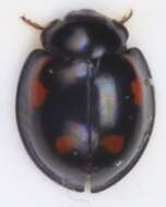 Image of Pine Lady Beetle