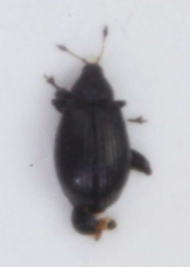 Image of <i>Rhamphus oxyacanthae</i>
