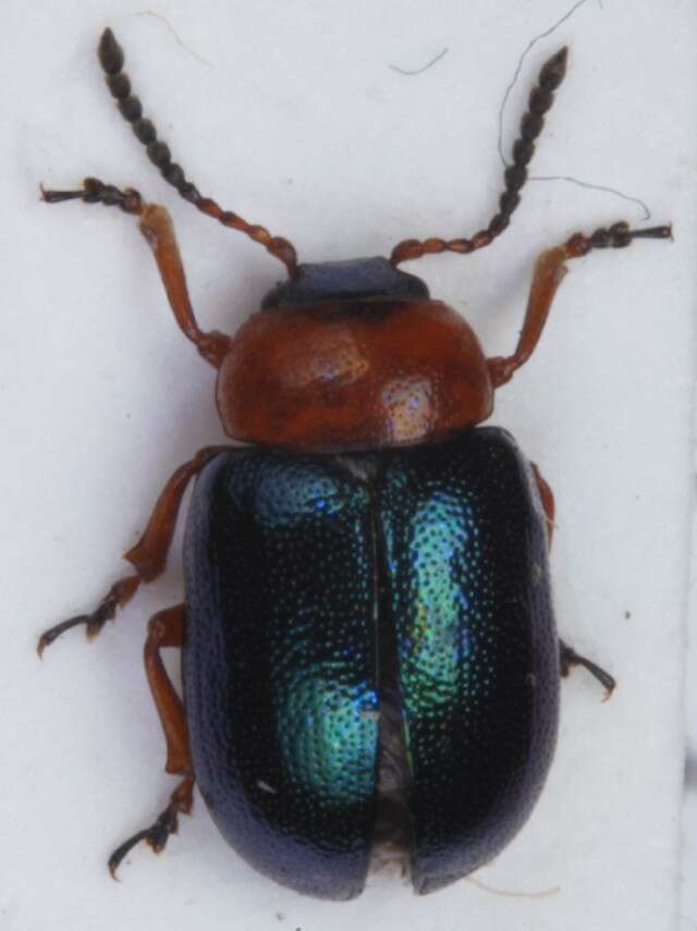 Image of Gastrophysa (Gastrophysa) polygoni (Linnaeus 1758)