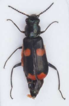 Image of <i>Anthocomus fasciatus</i>