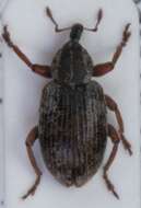 Image of Weevil