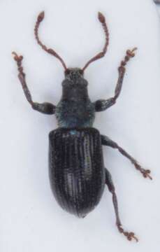 Image of Green Nettle Weevil