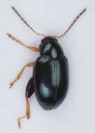 Image of Leaf beetle