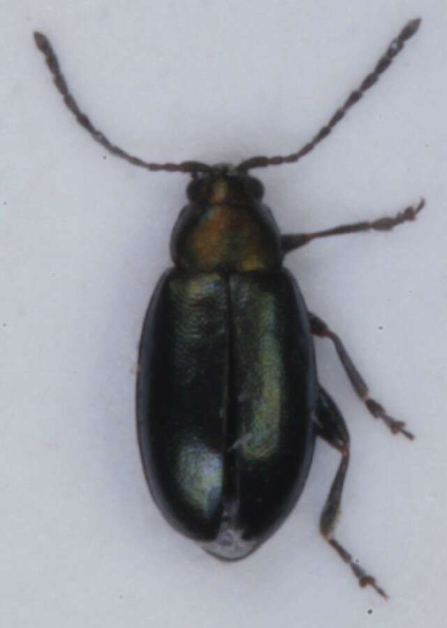 Image of <i>Phyllotreta nigripes</i>