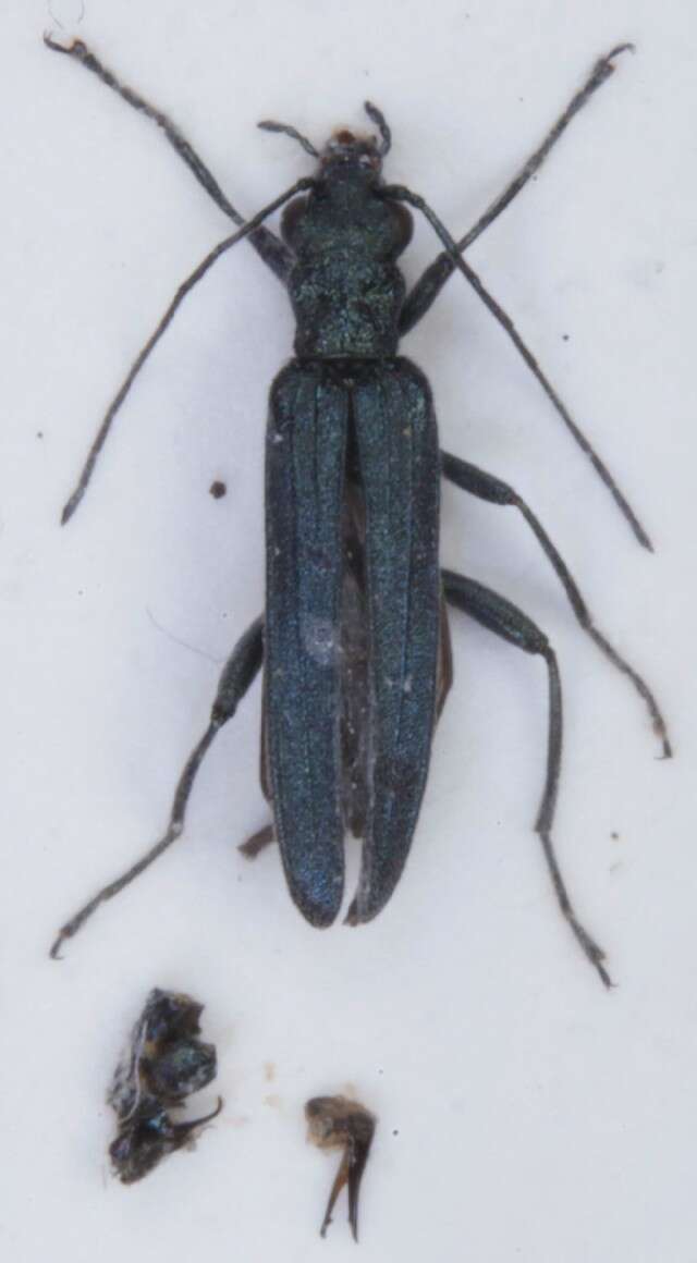 Image of <i>Oedemera lurida</i>