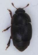 Image of Brachypterolus pulicarius (Linnaeus 1758)