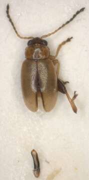 Image of <i>Longitarsus lewisii</i>