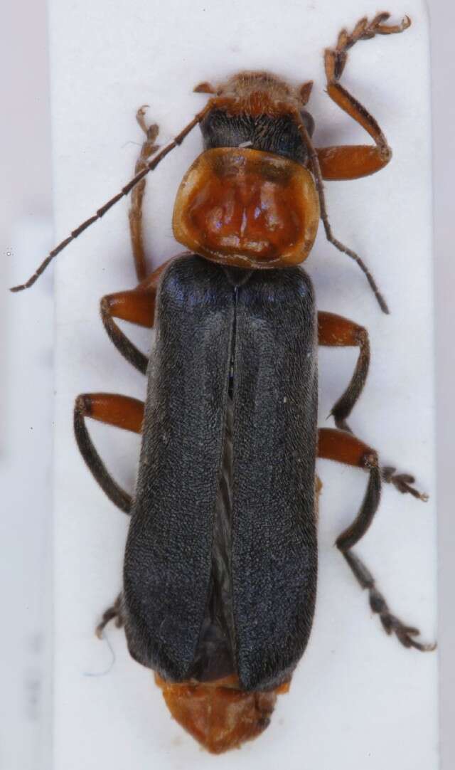 Imagem de <i>Cantharis pellucida</i>