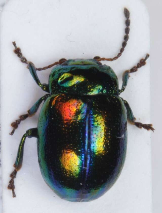 Image of Chrysolina fastuosa