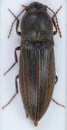 Image of Lined Click Beetle