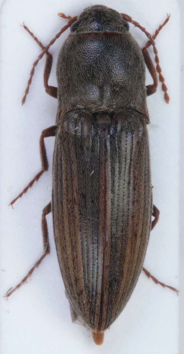 Image of Lined Click Beetle