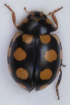 <i>Coccinula quatuordecimpustulata</i>的圖片