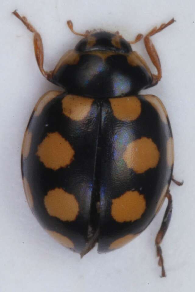 صورة <i>Coccinula quatuordecimpustulata</i>