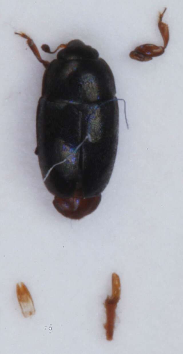 Image of <i>Lamiogethes haemorrhoidalis</i>