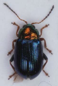 <i>Crepidodera aurata</i> resmi