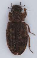 Helophorus (Empleurus) nubilus (Fabricius 1777) resmi