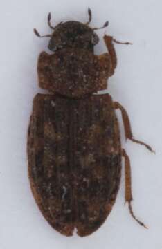 Imagem de Helophorus (Empleurus) nubilus (Fabricius 1777)