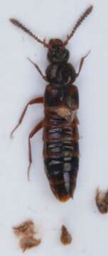 Image of Zyras limbatus